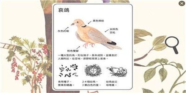 小松鼠的生活截图展示2