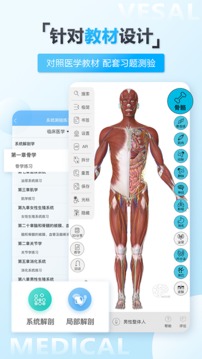 维萨里D解剖截图展示3