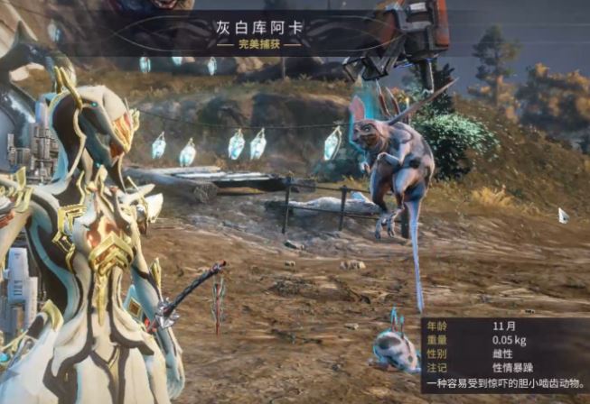 星际战甲小鸭子声望是什么
