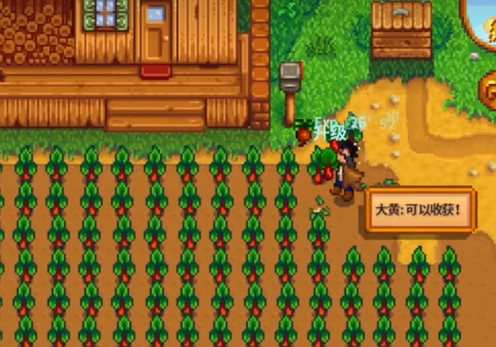 星露谷物语大黄怎么获得